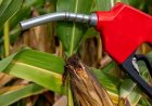 Sugarcane-Based Feedstocks Account for 33% of India’s Ethanol Supply in ESY 2025–26