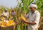 Maize Farmers May Get Below-MSP Prices at Harvest: TNAU Pre-Sowing Price Forecast
