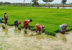 El Niño Impact on Global Summer Crops So Far Limited, Supply Outlook Holds Steady