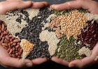 India Makes Progress on Hunger, but Healthy Diets Remain Out of Reach as Global Food Security Faces Fresh Risks