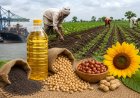 India's Edible Oil Import Bill May Cross Rs. 1.75 Lakh Crore as Delayed Monsoon Raises Oilseed Production Concerns