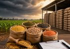Centre Considers Preserving Pulse Buffer Stocks Amid El Niño Threat, May Review Open Market Sales