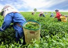 Nagaland University Study Reveals Climate's Hidden Impact on Tea Soil and Sustainable Production