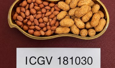 New High-Oleic Groundnut Varieties Identified to Improve Farmer Returns and Support India's Edible Oil Goals