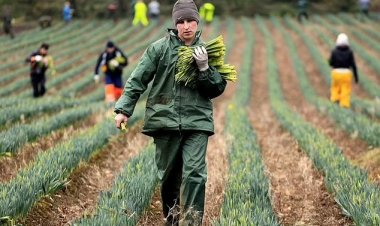 UK Farming Roadmap 2050 Promises Investment and Innovation, but Asks Farmers to Rely Less on Subsidies