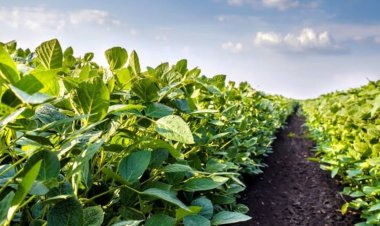 Soybean Sowing Surpasses Official Estimates as Monsoon Gains Momentum: SOPA