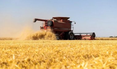 USDA Reports Record-Low US Wheat Acreage, Sparks Rally in Wheat Futures