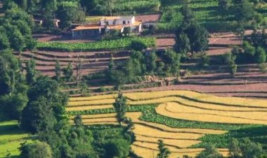 Himachal Pradesh Urges Farmers to Insure Maize, Paddy Crops Before July 31 Under PMFBY
