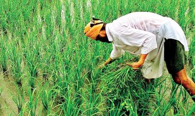 Himachal Pradesh Urges Farmers to Insure Maize, Paddy Crops Before July 31 Under PMFBY