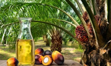 Sustainable Palm Oil Production Key to India's Long-Term Edible Oil Security