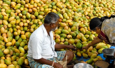 What is Andhra Pradesh’s Mango Crisis? Centre Approves Price Deficiency Payment for 2.16 Lakh Tonnes, Sets Up Expert Panel