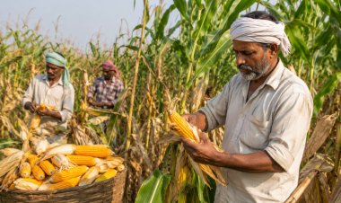 Maize Farmers May Get Below-MSP Prices at Harvest: TNAU Pre-Sowing Price Forecast