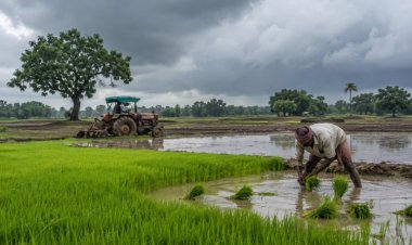 Weak Monsoon Keeps Kharif Sowing 16 pc Below Last Year Despite Recent Rainfall Improvement