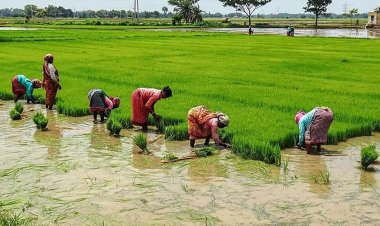 El Niño Impact on Global Summer Crops So Far Limited, Supply Outlook Holds Steady