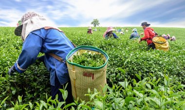 Nagaland University Study Reveals Climate's Hidden Impact on Tea Soil and Sustainable Production