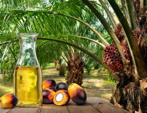 Sustainable Palm Oil Production Key to India's Long-Term Edible Oil Security