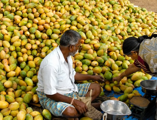 What is Andhra Pradesh’s Mango Crisis? Centre Approves Price Deficiency Payment for 2.16 Lakh Tonnes, Sets Up Expert Panel