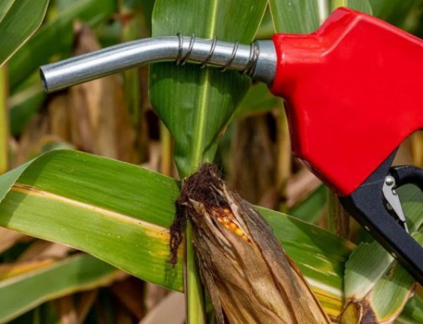 Sugarcane-Based Feedstocks Account for 33% of India’s Ethanol Supply in ESY 2025–26