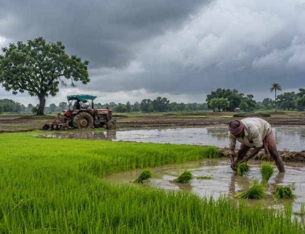 Weak Monsoon Keeps Kharif Sowing 16 pc Below Last Year Despite Recent Rainfall Improvement