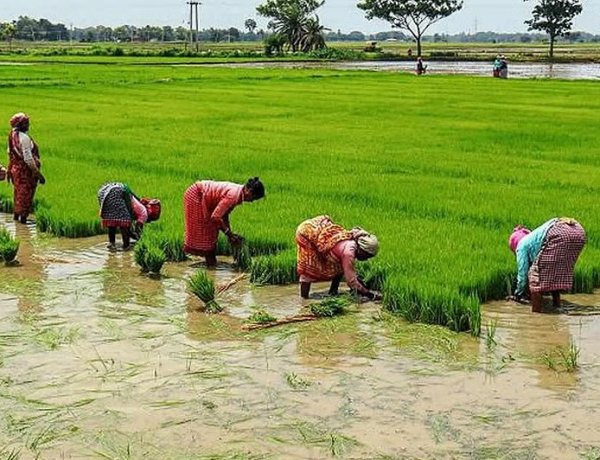 El Niño Impact on Global Summer Crops So Far Limited, Supply Outlook Holds Steady