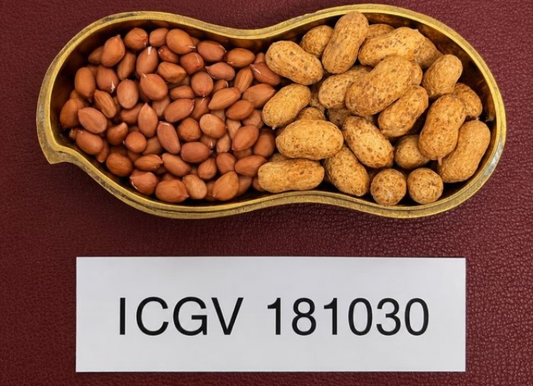 New High-Oleic Groundnut Varieties Identified to Improve Farmer Returns and Support India's Edible Oil Goals