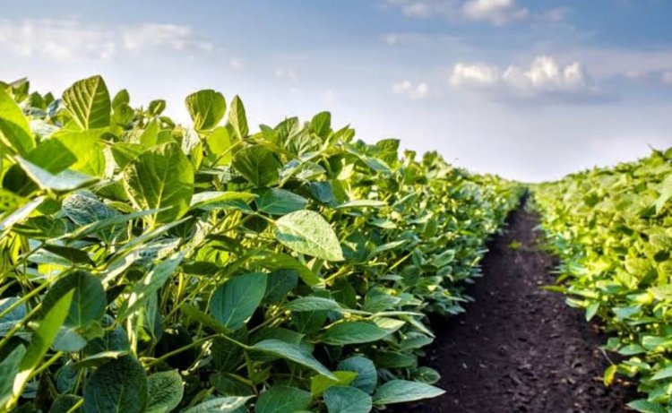 Soybean Sowing Surpasses Official Estimates as Monsoon Gains Momentum: SOPA
