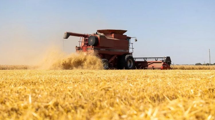 USDA Reports Record-Low US Wheat Acreage, Sparks Rally in Wheat Futures