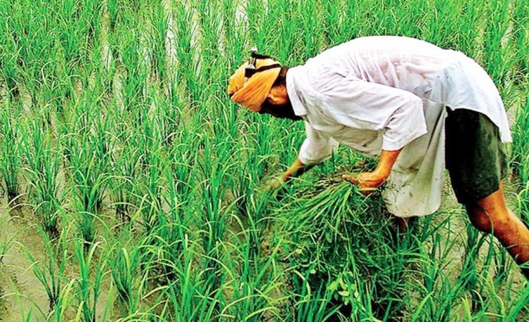 Himachal Pradesh Urges Farmers to Insure Maize, Paddy Crops Before July 31 Under PMFBY