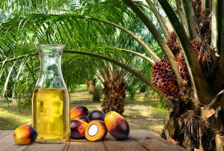 Sustainable Palm Oil Production Key to India's Long-Term Edible Oil Security