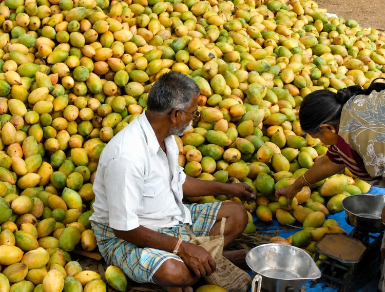 What is Andhra Pradesh’s Mango Crisis? Centre Approves Price Deficiency Payment for 2.16 Lakh Tonnes, Sets Up Expert Panel