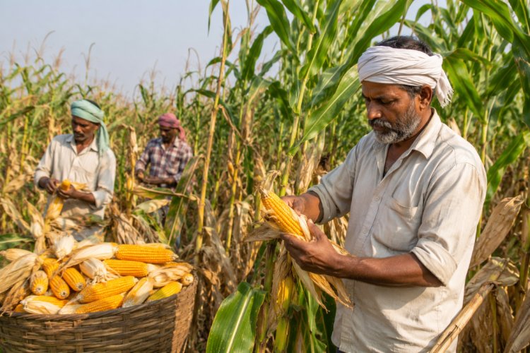 Maize Farmers May Get Below-MSP Prices at Harvest: TNAU Pre-Sowing Price Forecast