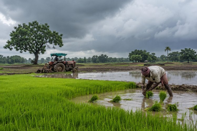 Weak Monsoon Keeps Kharif Sowing 16 pc Below Last Year Despite Recent Rainfall Improvement