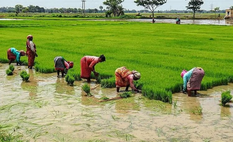 El Niño Impact on Global Summer Crops So Far Limited, Supply Outlook Holds Steady