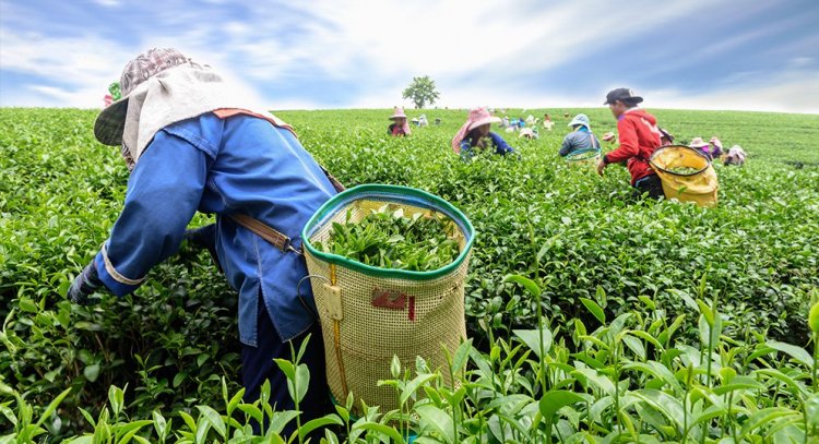 Nagaland University Study Reveals Climate's Hidden Impact on Tea Soil and Sustainable Production