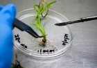ICRISAT Secures Gene Editing Licence to Develop Climate-Resilient Crops for Smallholder Farmers