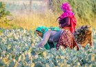 Rural Demand Remains Strong; Sharp Slowdown Unlikely Despite Monsoon and Food Price Risks: UBS
