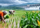 Kharif Sowing Trails Last Year by 18 Lakh Hectares; Rainfall 11 Percent Below Normal, Reservoirs Also Under Pressure