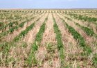 Heatwave Hits Crops Across Europe, Grain Industry Faces Rs 22,000 Crore Revenue Loss