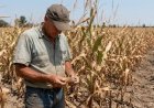 From Grains to Dairy, Heatwaves and Drought Cut Europe’s Farm Production by Up to 60%