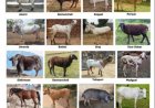 ICAR Registers 16 New Indigenous Livestock and Dog Breeds, Total Count Reaches 262