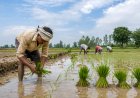 India’s Kharif Sowing Trails Last Year by 1.50% as Rainfall Deficit Persists