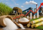 Sugar Crisis: Policy Failures, Faulty Estimates and the Cost of Ignoring Research