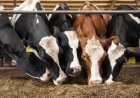 India Faces 37.5% Concentrate Feed Deficit as Livestock Productivity Push Raises Demand