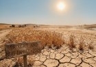 Simultaneous Global Droughts Threaten to Triple Wheat Prices in a 3°C Warmer World