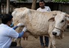 Lumpy Skin Disease Spreads Across Several Districts in Uttar Pradesh, Livestock Farmers Worried