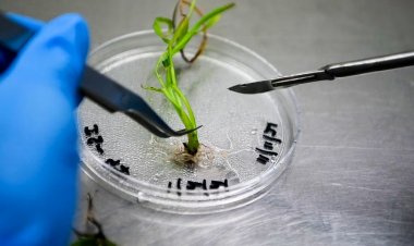 ICRISAT Secures Gene Editing Licence to Develop Climate-Resilient Crops for Smallholder Farmers