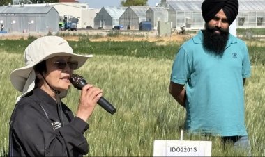 Scientists Identify Wheat Gene Mutation That Could Boost Yields by Up to 10%