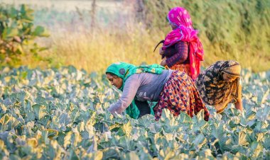 Rural Demand Remains Strong; Sharp Slowdown Unlikely Despite Monsoon and Food Price Risks: UBS