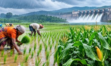 Kharif Sowing Trails Last Year by 18 Lakh Hectares; Rainfall 11 Percent Below Normal, Reservoirs Also Under Pressure
