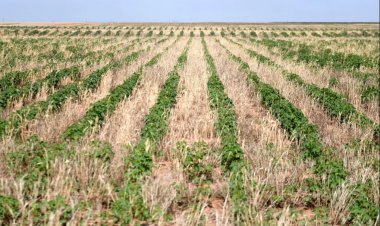 Heatwave Hits Crops Across Europe, Grain Industry Faces Rs 22,000 Crore Revenue Loss